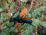 Pepsis_grossa_(cropped)