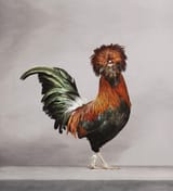 MyBeautifulCock