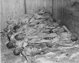 dead rats