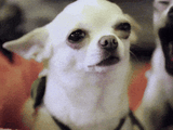 giphy-downsized