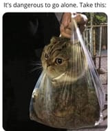 CAT (BAGGED)