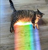 CAT (RAINBOWED)