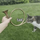 Toot Cat