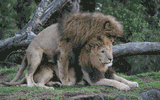 lions lioning