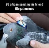 eu-illegal-meme-pidgeon-e1530042966677