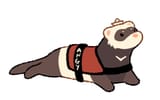 ferret is angy