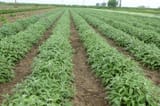 sage farm
