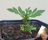 marigoldgettingbig