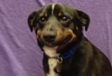 dogjpeg