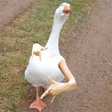 birds-with-arms-02
