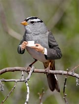 birds-with-arms-04