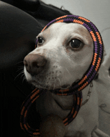 derp-dog-dog-with-the-ring-toy