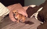 dogpee