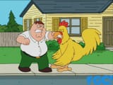 pete can&#039;t even snuff the rooster