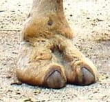 Camel_Toe