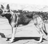 Bundesarchiv_B_145_Bild-F051673-0059,_Adolf_Hitler_und_Blondi_auf_dem_Berghof_(cropped)