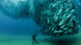 colorful_fish_sea-9360