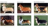 corgi-colors-copy