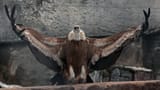 vulture praise