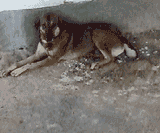 Shovel_Dog(34)