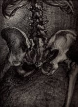 pelvis rear
