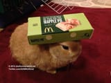 bun apple pie
