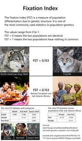FST dogs and wolves