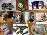 Kittens1
