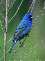 saw-my-first-indigo-bunting-last-weekend-v0-chh4m39x269b1