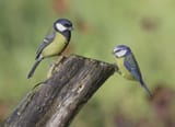 Great_&amp;_Blue_tit