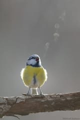 bird.3