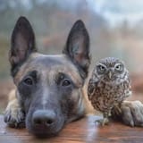 dog.bird.............