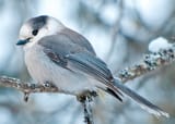 Gray-Jay