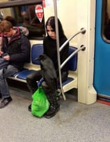 Raven goth