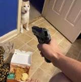 bad cat