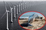 Stop killing whales democrats