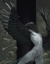bird dude