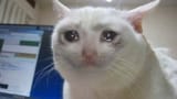 crying cat
