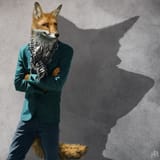 male fox dreaming wanderer