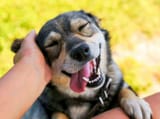 animal-loves-petting-3.1[1]