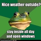 foul-bachelor-frog-live-the-breeze
