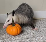 pumpkin munch