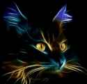 neon caturday_thumb.jpg
