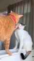 OH.THE.DRAMA.CAT..............._thumb.jpg