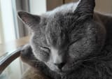 harus.cat.6................