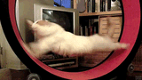 cat.rings....