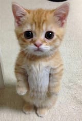 kitteh.standing