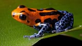 poison dart frog oj blue
