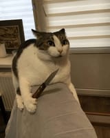 LesiNtW