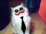 clown_cat
